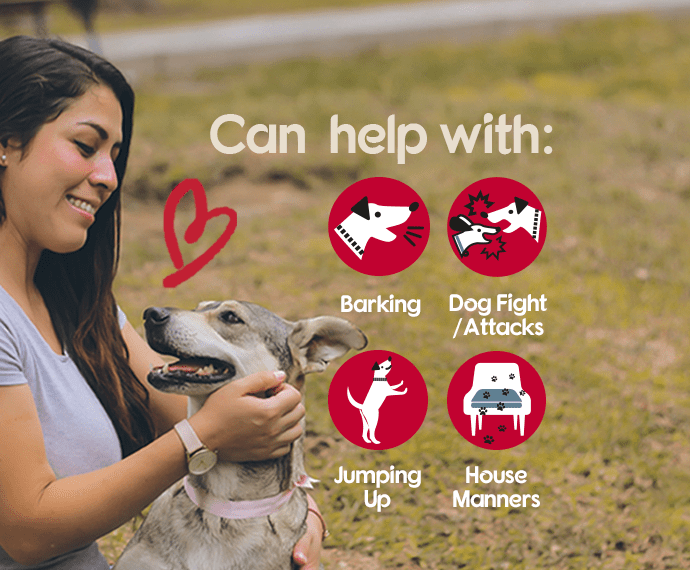 Pet corrector 2025 sound effect