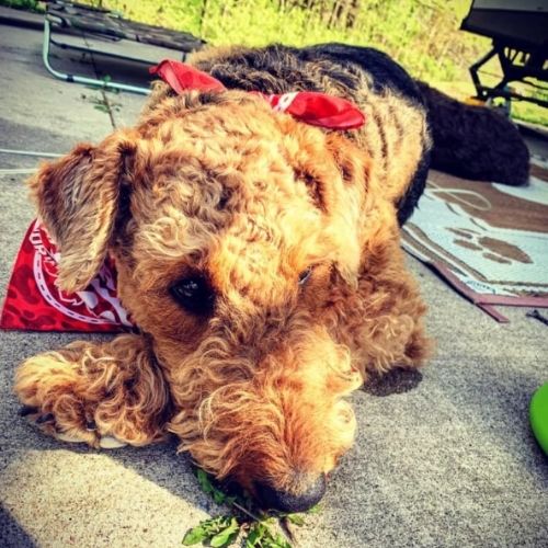 Dog laying down
