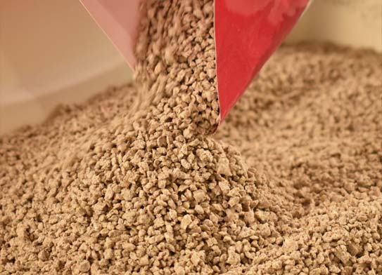 The world's best cat litter new arrivals