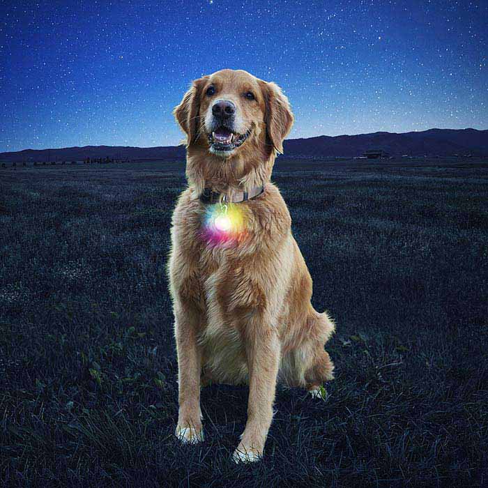 Nite ize top dog collar