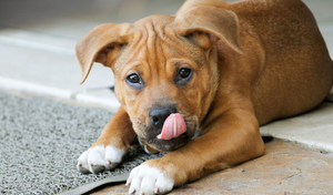 Reasons Your Dog Licks Excessively – And What to Do About It