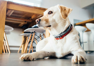 6 Reasons Why You Should Be Changing Your Pet’s Food
