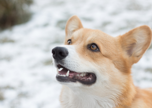 Good Dental Hygiene is a Must for Your Pet's Optimal Health: