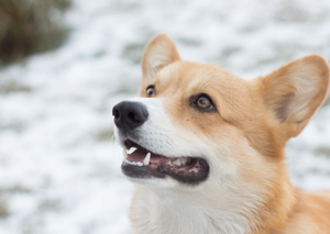 Good Dental Hygiene is a Must for Your Pet's Optimal Health: