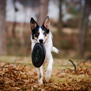 Follow These Steps If Your Pet Has an Anxiety Problem