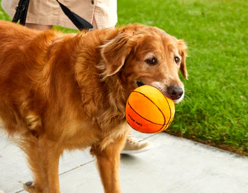 Jax & Bones - 5 Basketball Plush Dog Toy