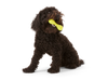 West Paw - Hurley Dog Toy