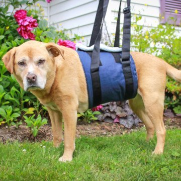 Walkin' Pets - Support Sling for Dogs