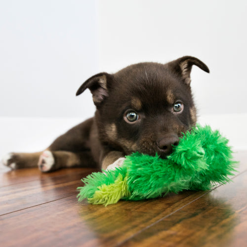 Kong - Dr. Noyz Frog Dog Toy
