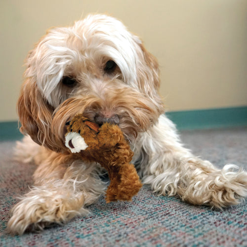 Kong - Dr. Noyz Teddy Bear Dog Toy
