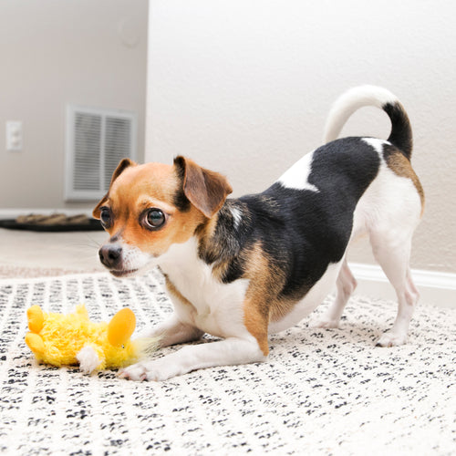 Kong - Dr. Noyz Duck Dog Toy