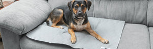 Pet Parents - Pawtect Pads for Cats & Dogs