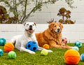 Jax & Bones - 3 Tennis Ball Plush Dog Toy