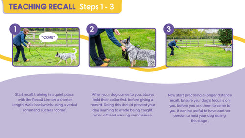 Company of Animals - Recall Line for Dogs