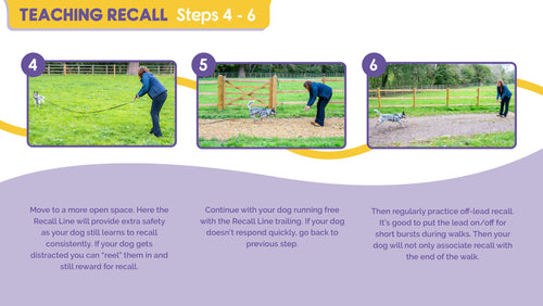 Company of Animals - Recall Line for Dogs