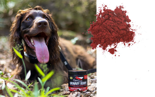 Super Snouts - Urinary Berry for Cats & Dogs