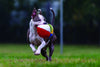 Fluff & Tuff - Beach Ball Dog Toy