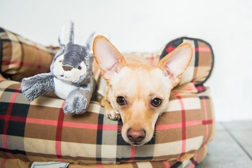 Fluff & Tuff - Jessica Bunny Dog Toy