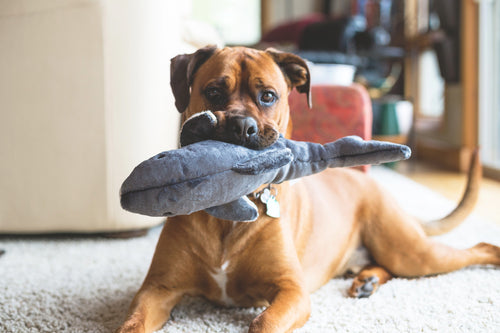 Fluff & Tuff - Mac the Shark Dog Toy