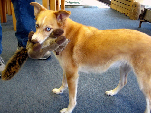 Fluff & Tuff - Peanut Chipmunk Dog Toy