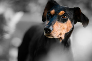  shop dog products 