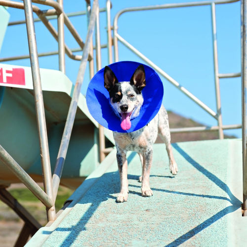 Kong - EZ Soft™ Collar