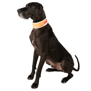 Cooler Dog - High-Vis Cooling Collar