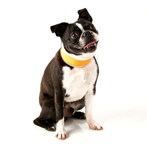 Cooler Dog - High-Vis Cooling Collar