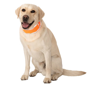 Cooler Dog - High-Vis Cooling Collar