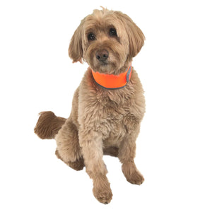 Cooler Dog - High-Vis Cooling Collar