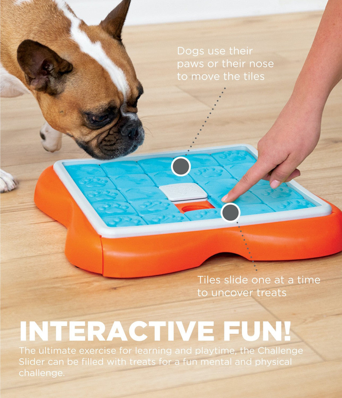 Dog During Mentally Stimulating Activity With Puzzle Sniffing Game