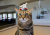 Multipet - Lamb Chop Cat Toy