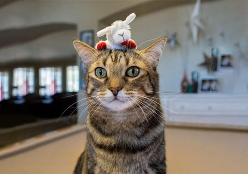 Multipet - Lamb Chop Cat Toy