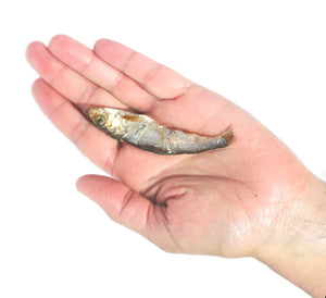 Plato Pet Treats - Wild Caught Baltic Sprat Fish Dog Treats