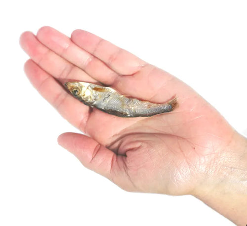 Plato Pet Treats - Wild Caught Baltic Sprat Fish Dog Treats