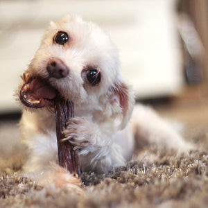 Tuesday's Natural Dog - Gullet Stick Dog Treat