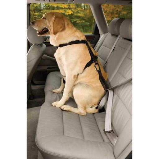 Kurgo- Seatbelt tether